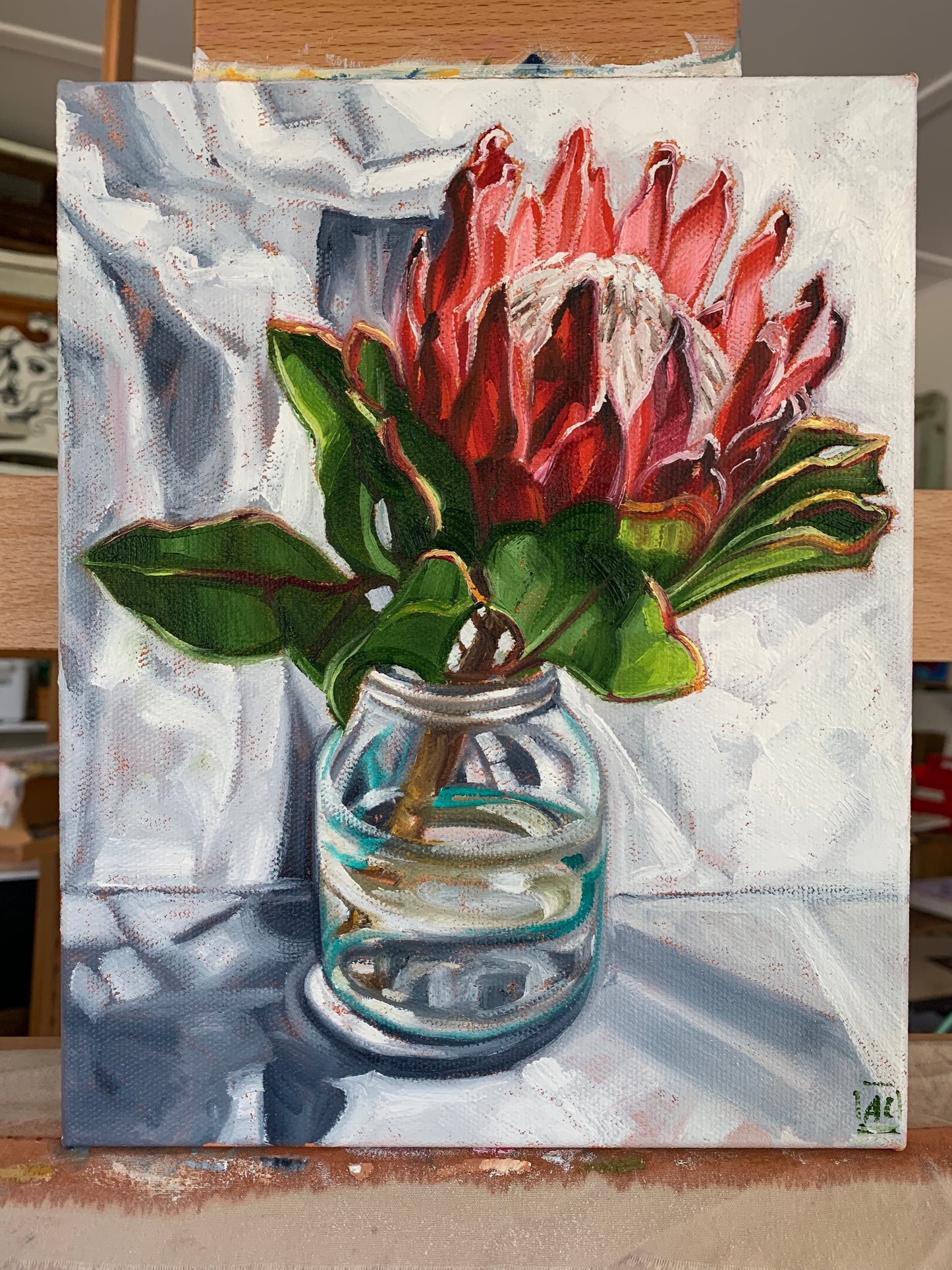 King Protea from Silvan