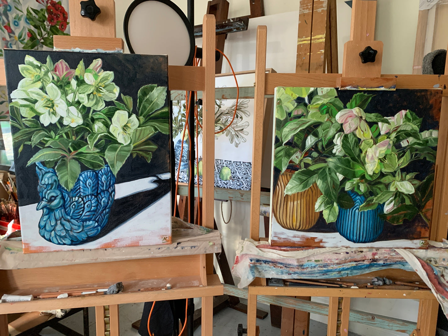 Hellebore (Winter Rose) and Peacock