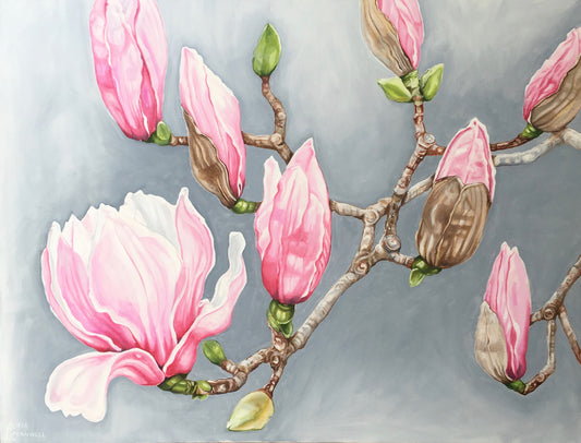 Pink Magnolias - Mt Dandenong Botanic Gardens