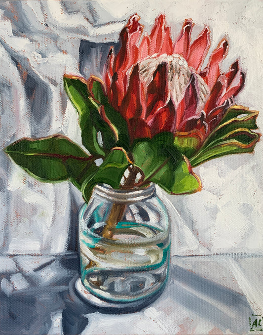 King Protea from Silvan