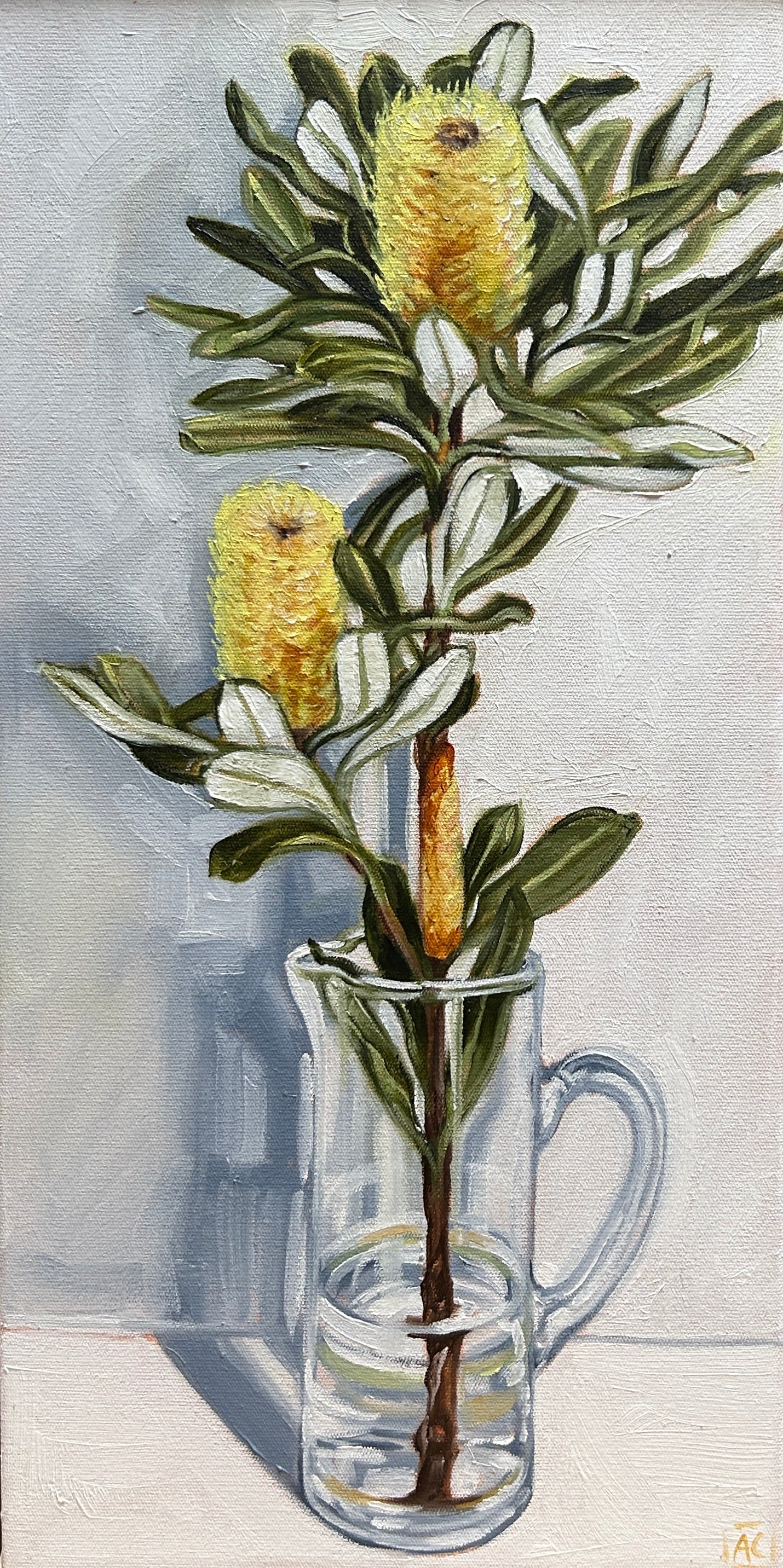 Banksia in Glass Jug