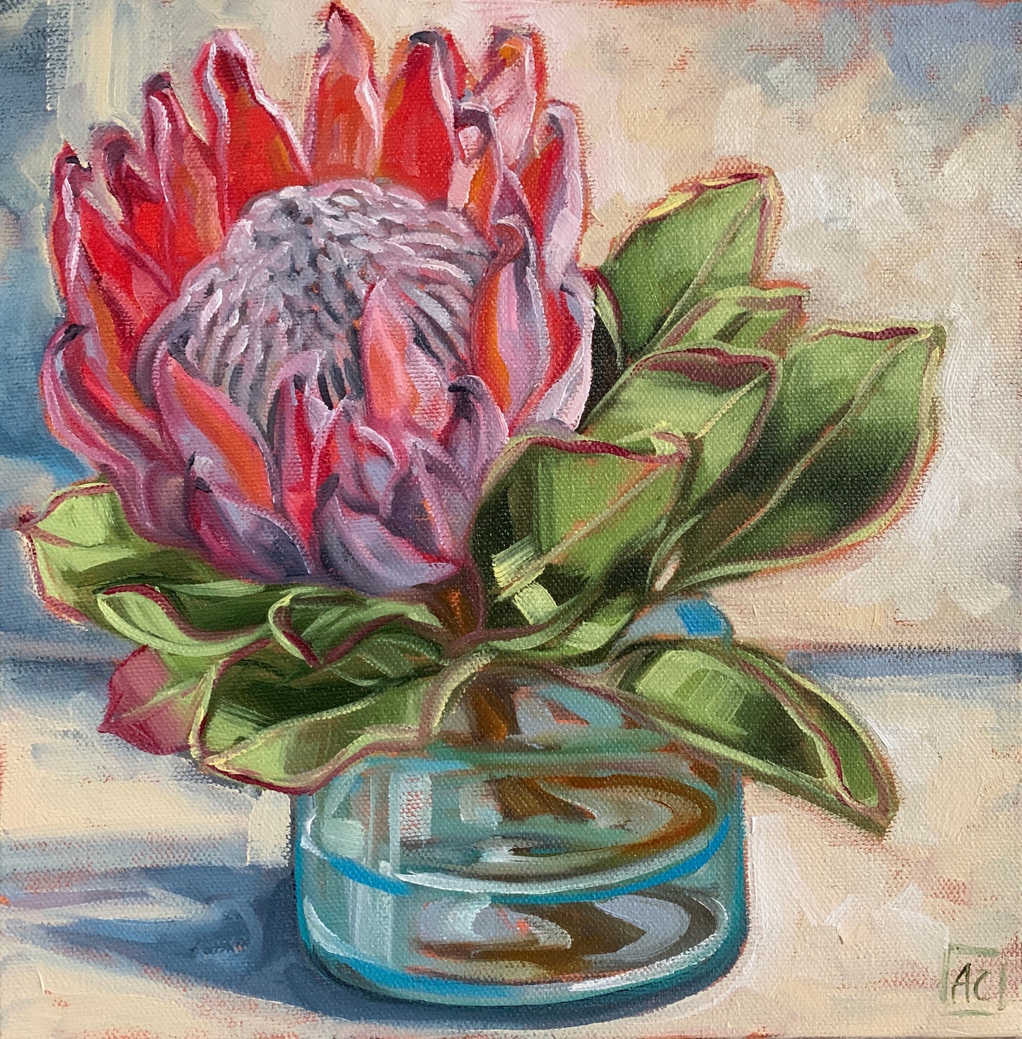 Protea – Seed Packet