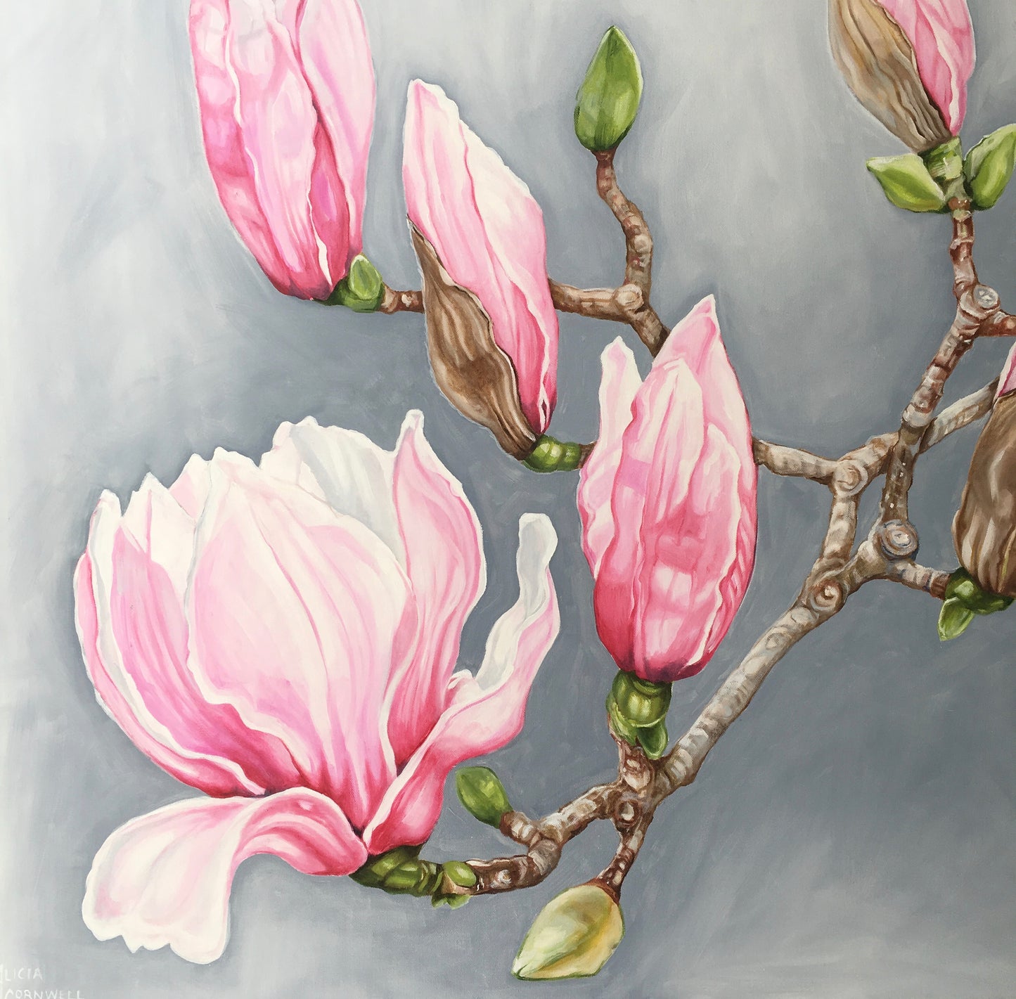Pink Magnolias - Mt Dandenong Botanic Gardens