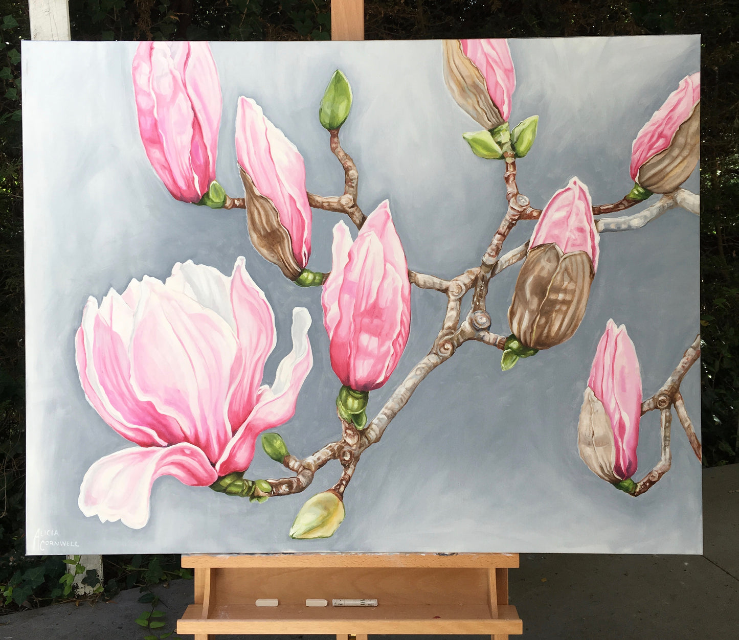 Pink Magnolias - Mt Dandenong Botanic Gardens